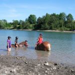 baignade chevaux