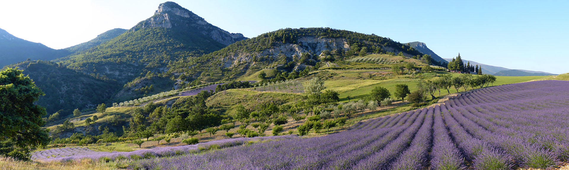 Lavande