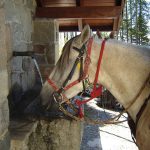 chevaux à la fontaine