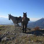 les alpes à cheval