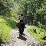 Descente sous les mélèzes