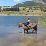 baignade chevaux