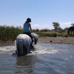 baignade à cheval