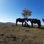 Le Buëch à cheval