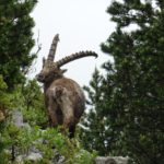 Vercors à cheval