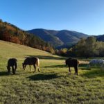 Le Buëch à cheval