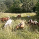 Le Buëch à cheval