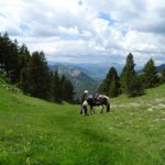 Le Bochaine à cheval